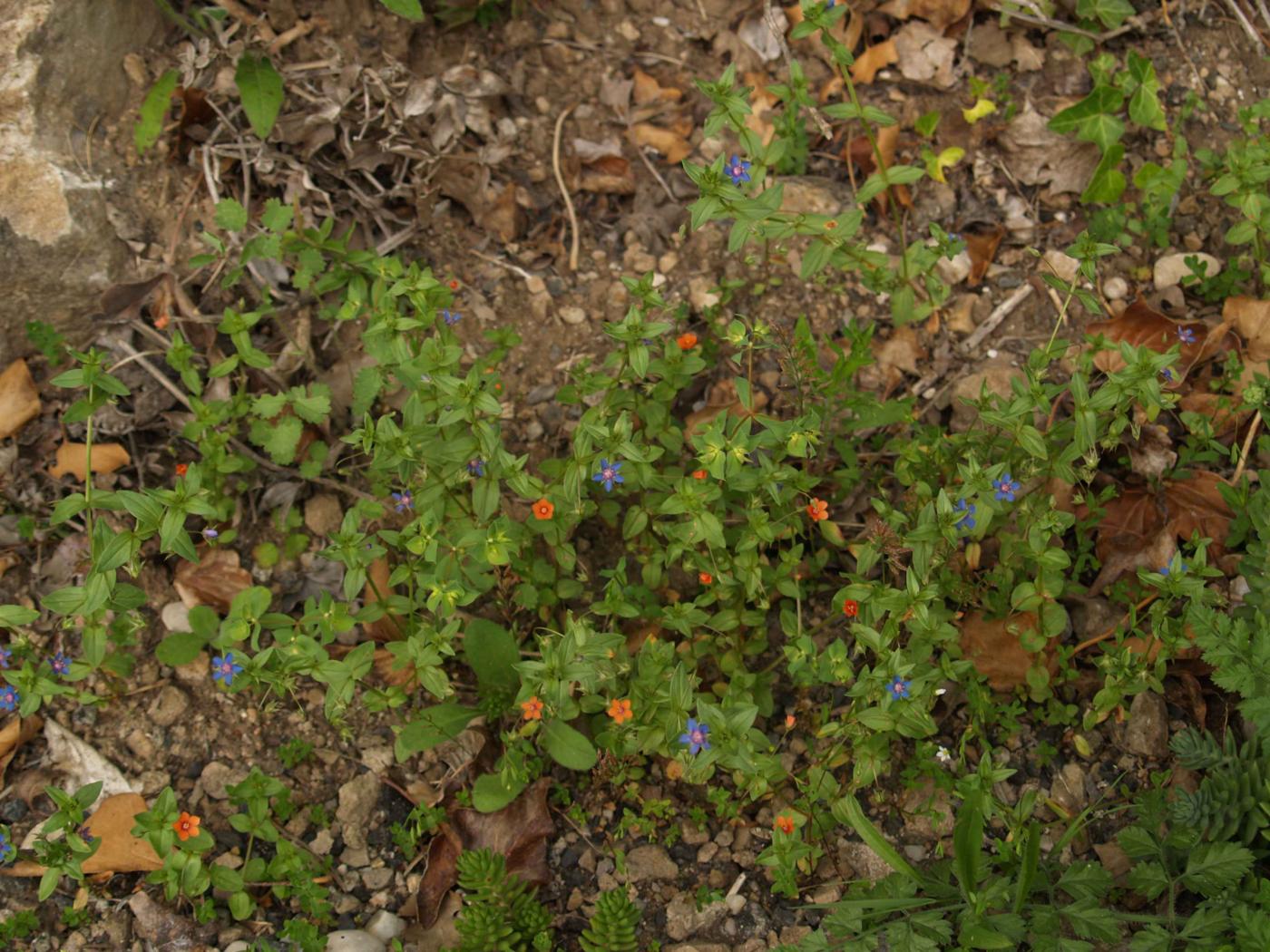 Scarlet Pimpernel plant